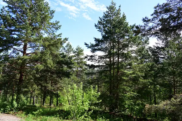 Yeşil dağ ormanlarının güzel manzarası, doğa kavramı.                              