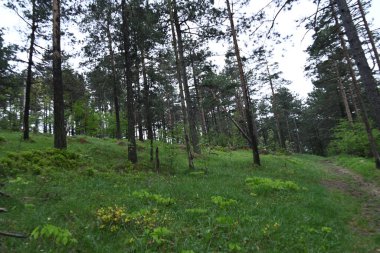 Yeşil dağ ormanlarının güzel manzarası, doğa kavramı.                              