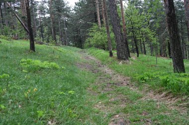 Yeşil dağ ormanlarının güzel manzarası, doğa kavramı.                              