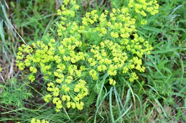Bahar bahçesinde açan güzel çiçeklerin yakın plan görüntüsü, doğa manzarası               