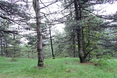 Orman doğası güneşli bir günde, çayırlardaki ağaçlar 