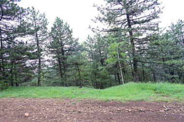 Orman doğası güneşli bir günde, çayırlardaki ağaçlar 