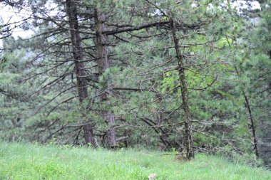 Orman doğası güneşli bir günde, çayırlardaki ağaçlar 