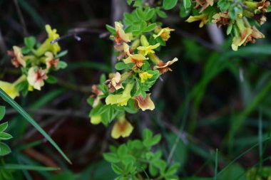 Yaz bahçesinde açan güzel çiçeklerin yakın plan görüntüsü.        