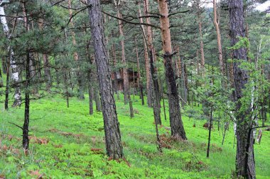 Bir yaz günü yakalanan yapraklı bir orman..