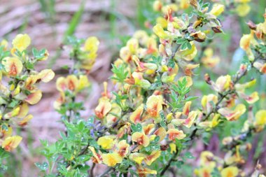 Yaz bahçesinde açan güzel çiçeklerin yakın plan görüntüsü, doğa manzarası             