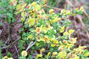 Bahar bahçesinde açan güzel çiçeklerin yakın plan görüntüsü, doğa manzarası               