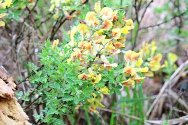 Yaz bahçesinde açan güzel çiçeklerin yakın plan görüntüsü.        