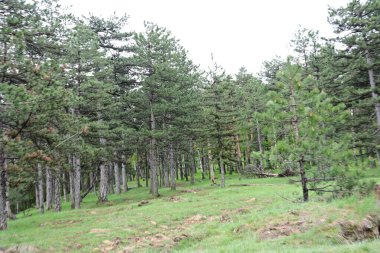 Yaz günışığında ağaçlar çiçek açar..