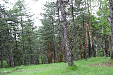 Yaz ormanı sahnesinde güneş ışığı yağıyor..