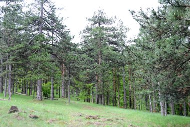 Yeşil ağaçlı dağların manzarası. 