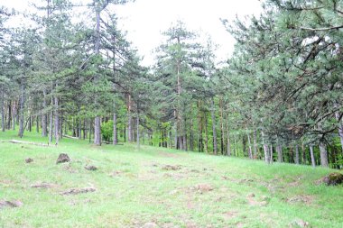 Yaz günışığında ağaçlar çiçek açar..