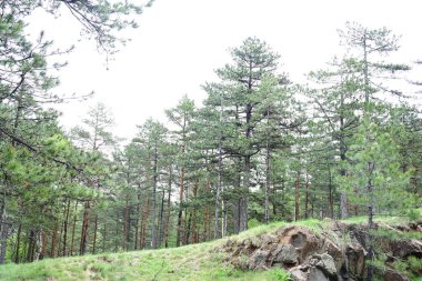 Yazın ortasında güneşli bir orman manzarası.