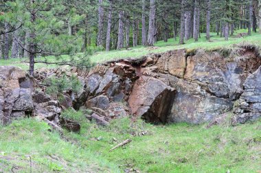 Yaz ortasında güneşli çam ağaçlarının huzurlu manzarası.