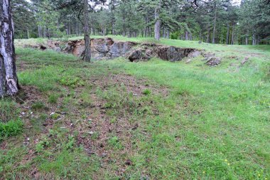 Açık bir gün, yazın sakin bir çam ormanını gözler önüne seriyor..