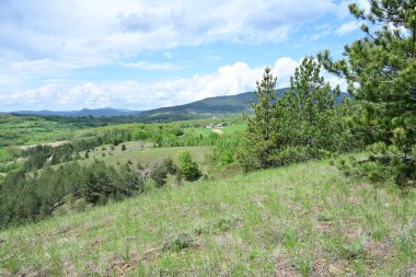 Güneşli bir yaz gününde yaprak gibi bir orman fotoğrafı..