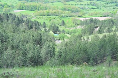 Güneşli bir yaz gününde yaprak gibi bir orman fotoğrafı..