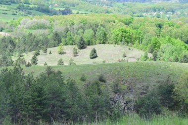 Güneşli bir yaz gününde yaprak gibi bir orman fotoğrafı..