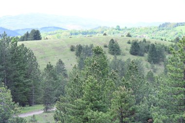 Güneşli bir yaz gününde yaprak gibi bir orman fotoğrafı..
