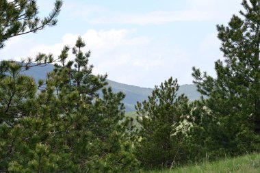 Bir yaz gününün sıcağıyla yıkanmış bir orman..