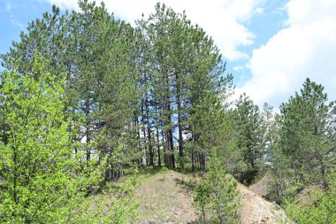 Yaz ortasında güneşli çam ağaçlarının huzurlu manzarası.