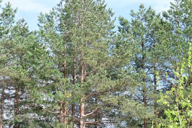 Yaz güneşinde parlayan çam ağaçlarının nazik bir fotoğrafı..