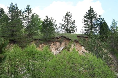 Gün ışığında bir çam ormanının yaz fotoğrafı..