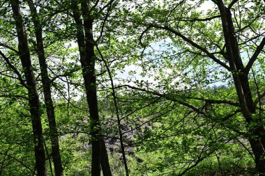 Açık bir gün, yazın sakin bir çam ormanını gözler önüne seriyor..