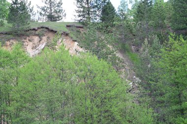 Gün ışığında bir çam ormanının yaz fotoğrafı..
