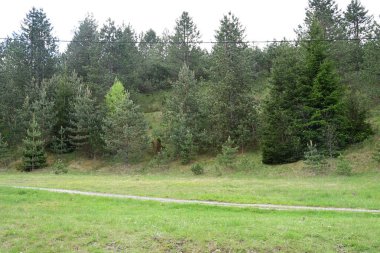 Gün ışığında bir çam ormanının yaz fotoğrafı..