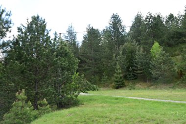 Açık bir gün, yazın sakin bir çam ormanını gözler önüne seriyor..