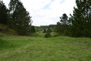 Güneş ışığı bir yaz günü sakin bir çam ormanının içinden süzülür..