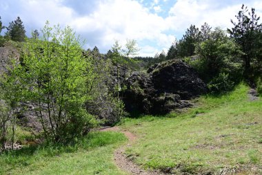 Çam ağaçlarından oluşan bir yaz ormanı gün ışığında ele geçirildi..