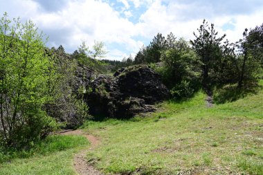 Çam ağaçlarından oluşan bir yaz ormanı gün ışığında ele geçirildi..