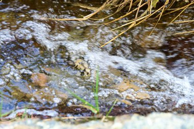 Yoğun dağ ormanlarında yumuşak bir şelale damlıyor..