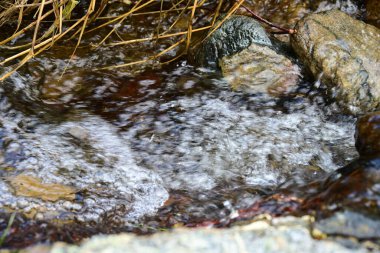 Yapraklı bir dağ ormanında zarif bir damlama..