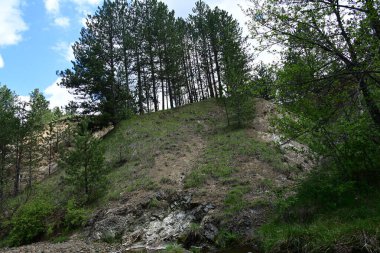 Çam ağaçlarından oluşan bir yaz ormanı gün ışığında ele geçirildi..