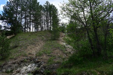 Yaz ortasında güneşli çam ağaçlarının huzurlu manzarası.