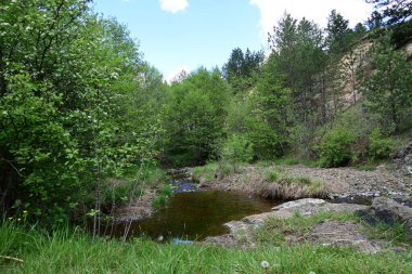Ormandaki dağlara dökülen zarif bir su akıntısı.