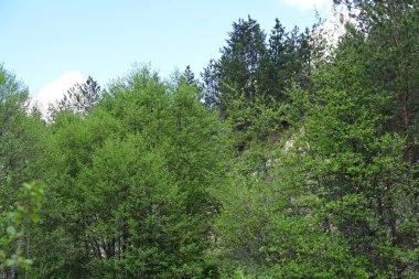Yeşil dağ ormanlarının güzel manzarası, doğa ve seyahat kavramı                              