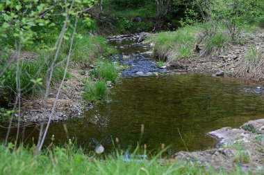 Yeşil dağ ormanlarında hafif bir şelale dans eder..