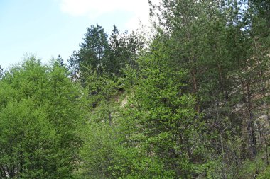 Yeşil dağ ormanlarının güzel manzarası, doğa ve seyahat kavramı                              