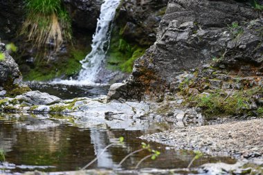 Doğal uyum içinde suyun hassas düşüşü.
