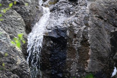 Sabit suyla vurgulanmış ince orman dokuları