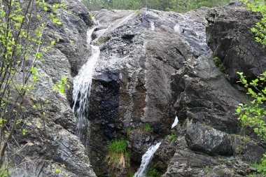 Sabit suyla vurgulanmış ince orman dokuları