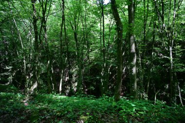 Yeşil dağ ormanlarının güzel manzarası, doğa ve seyahat kavramı                              