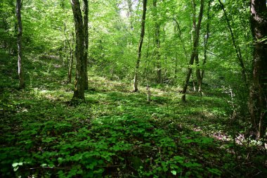 Yeşil dağ ormanlarının güzel manzarası, doğa ve seyahat kavramı                              