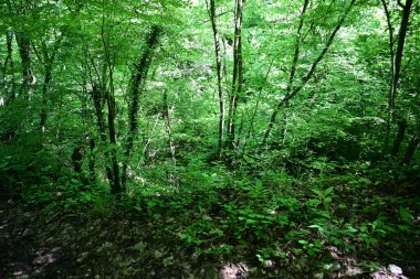Yeşil dağ ormanlarının güzel manzarası, doğa ve seyahat kavramı                              