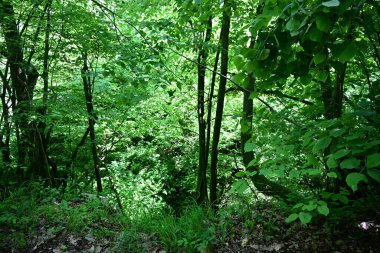 Yeşil dağ ormanlarının güzel manzarası, doğa ve seyahat kavramı                              