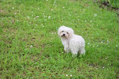 Beyaz köpek yeşil çimlerin üzerinde.